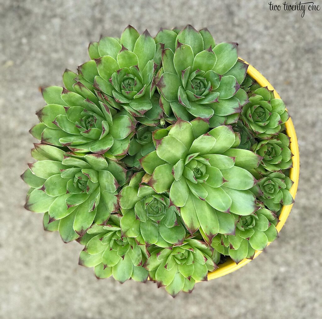 Yellow pot with Sempervivum tectorum