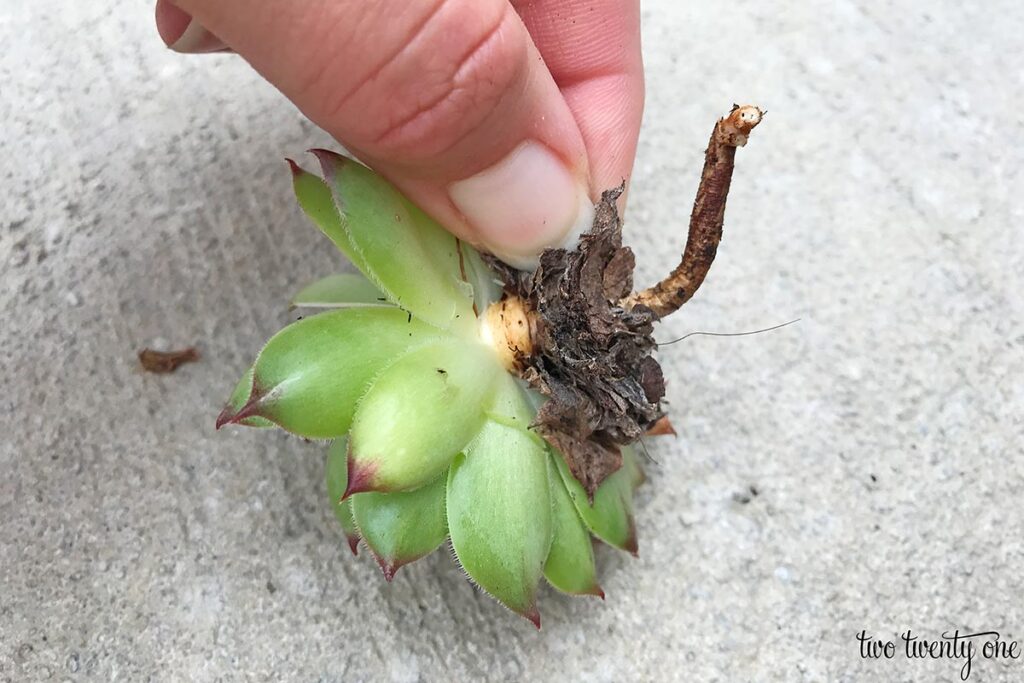 re-planting Sempervivum tectorum