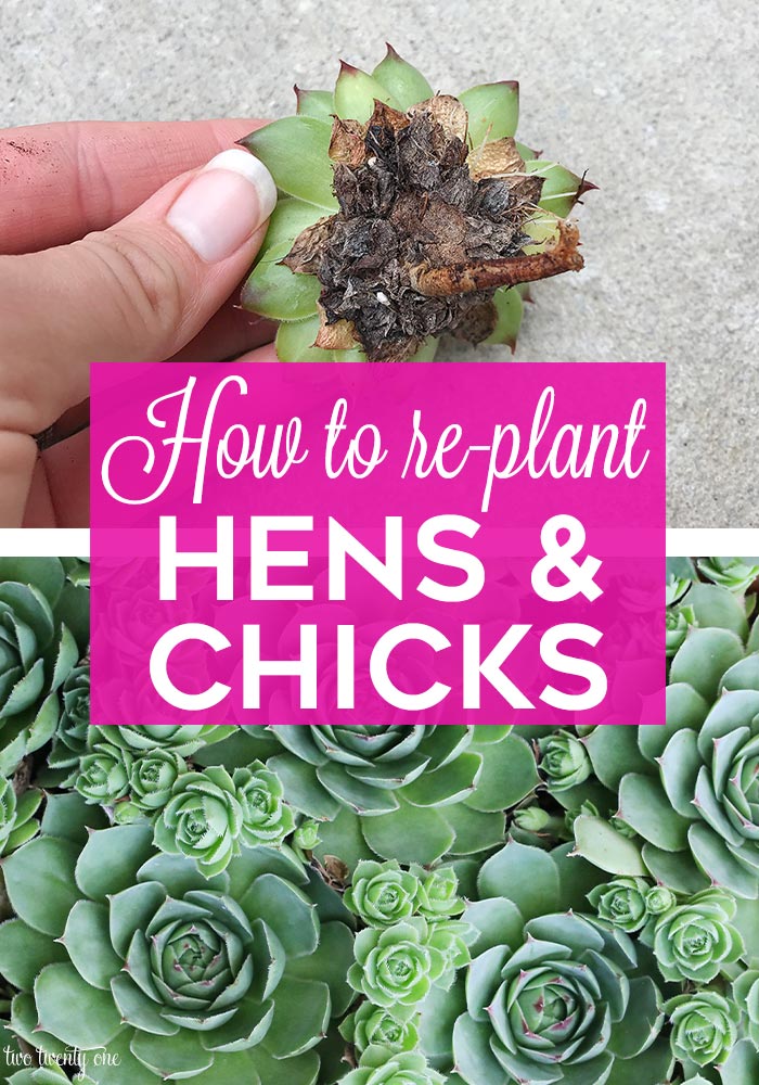 How to re-plant hens and chicks
