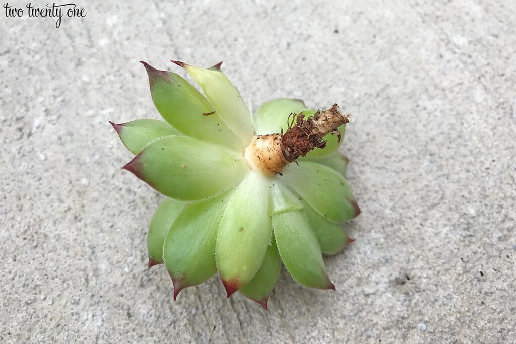 propagating Sempervivum tectorum