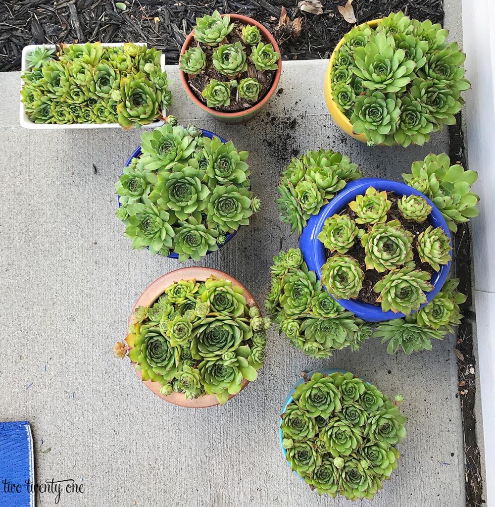 Pots filled with Sempervivum tectorum