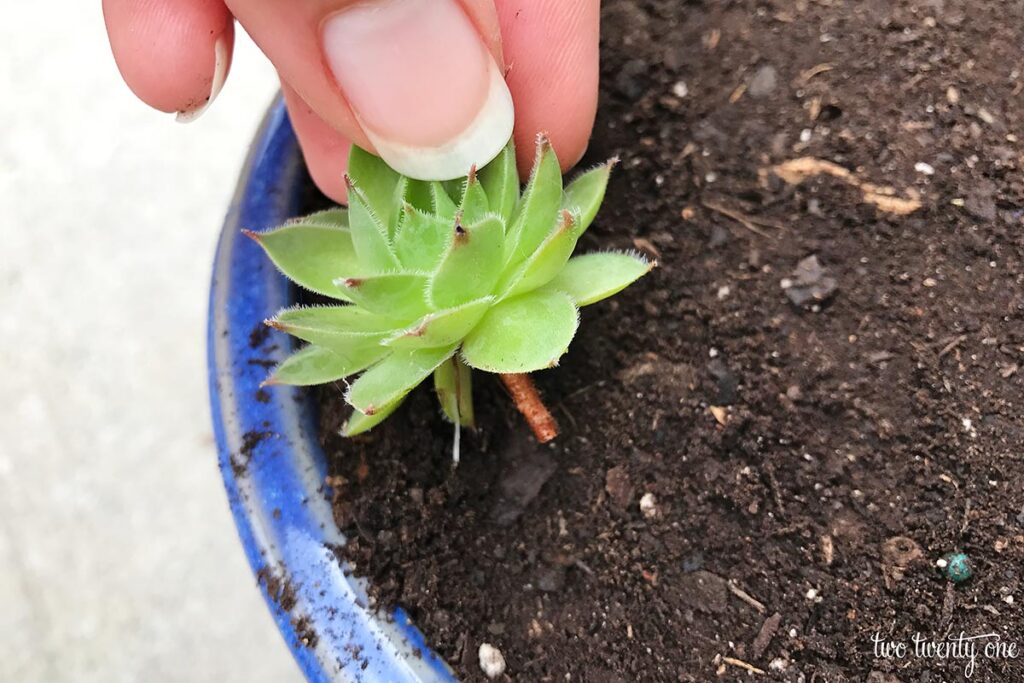 planting a young Sempervivum tectorum