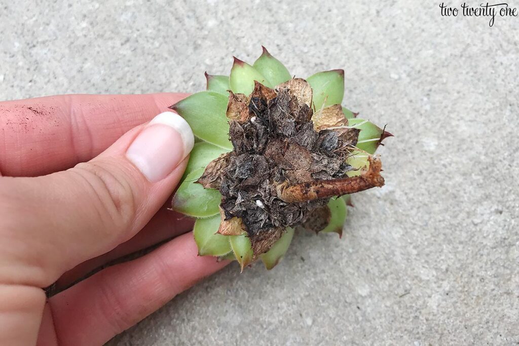 propagating hens and chicks