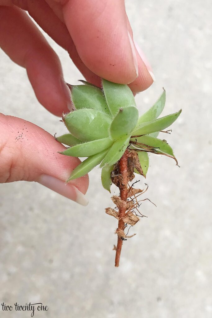 young Sempervivum tectorum