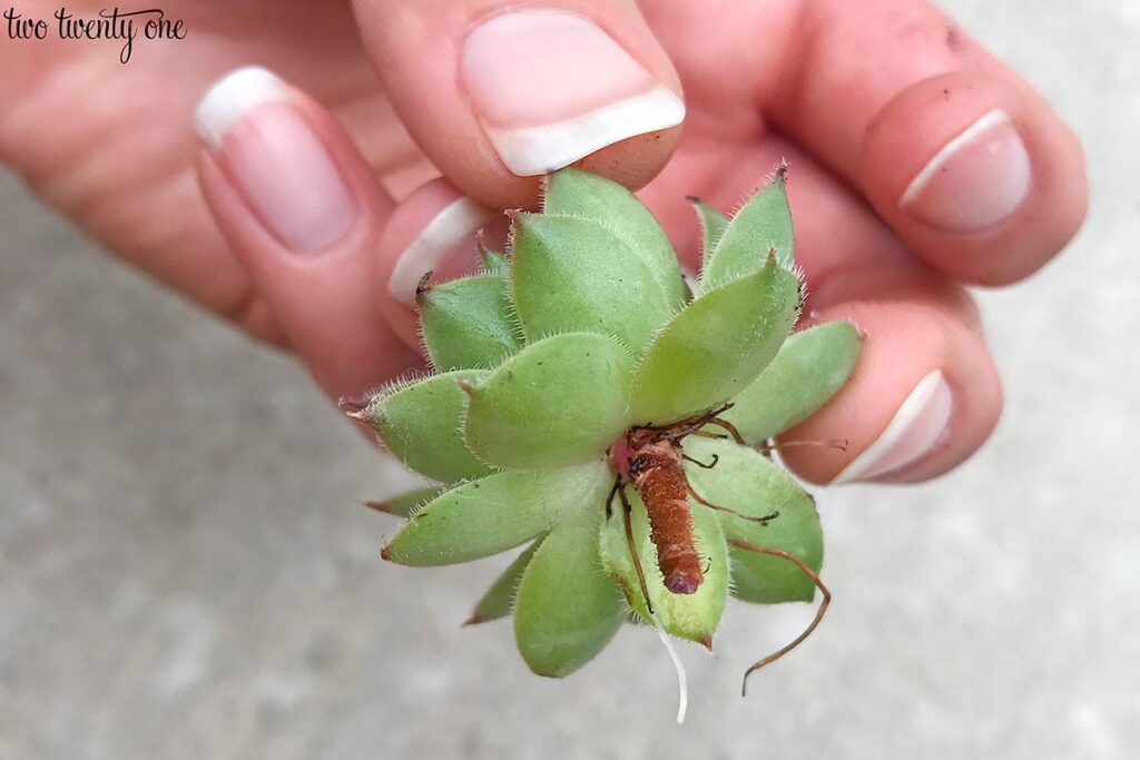 re-planting hens and chicks