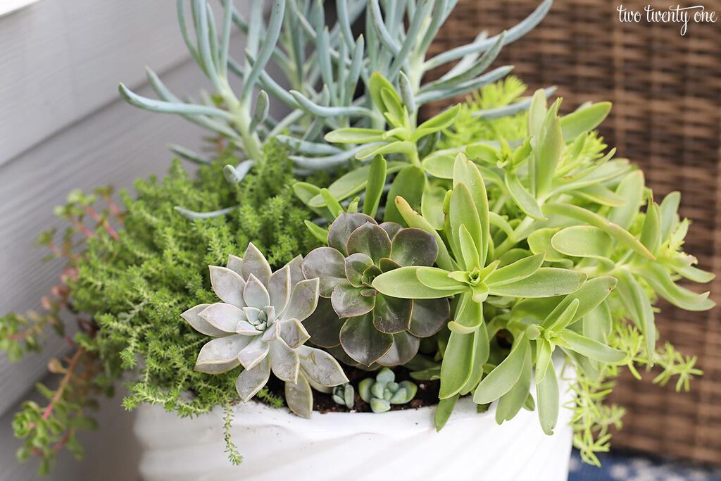 Outdoor Planter Tip + Easy Succulent Planters