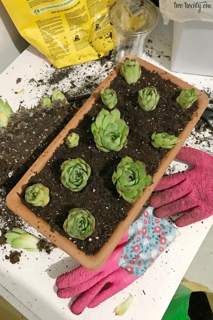 re-planting hens and chicks in terra cotta planter