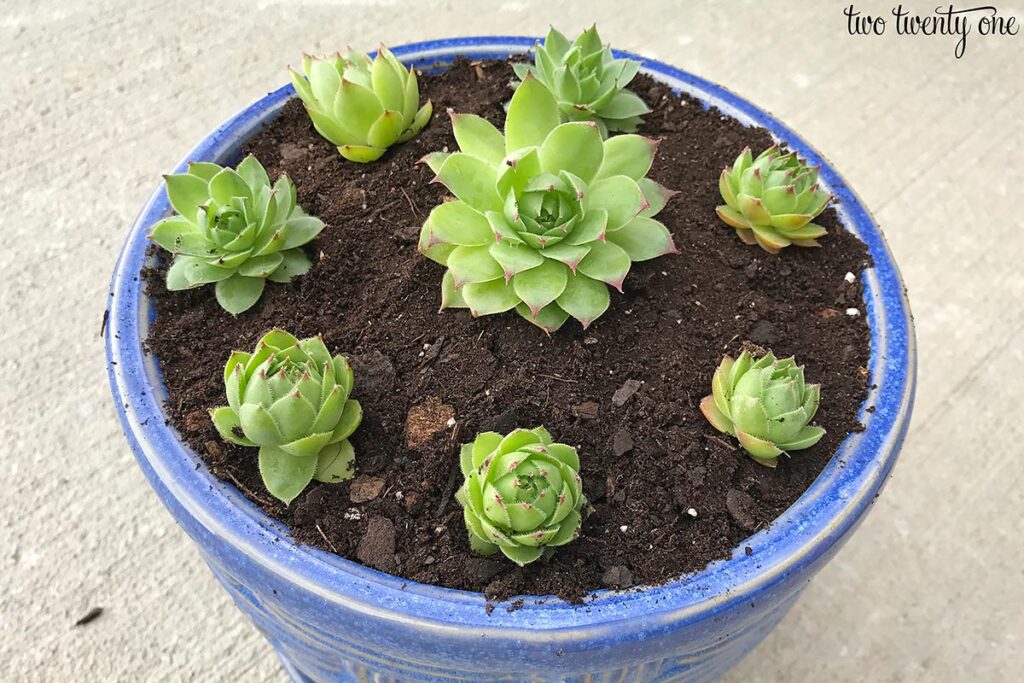 hens and chicks in blue pot
