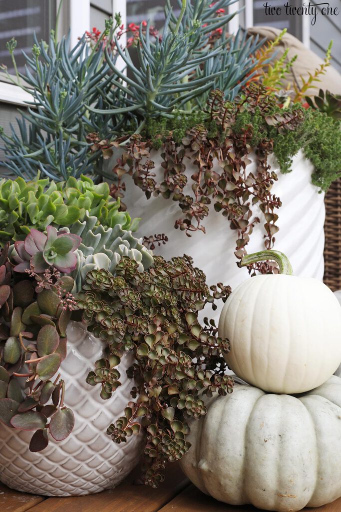 succulents with pumpkins