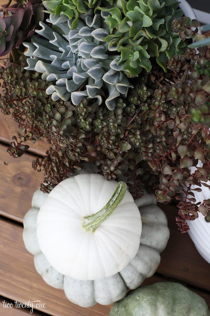 succulents and pumpkins