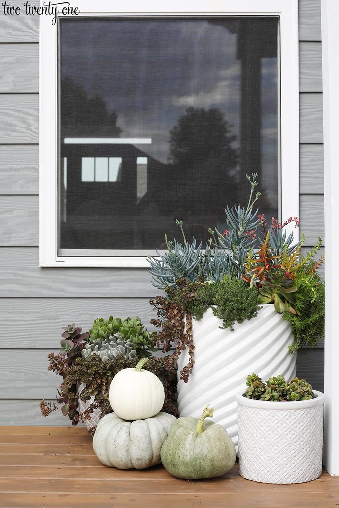 fall succulent planters
