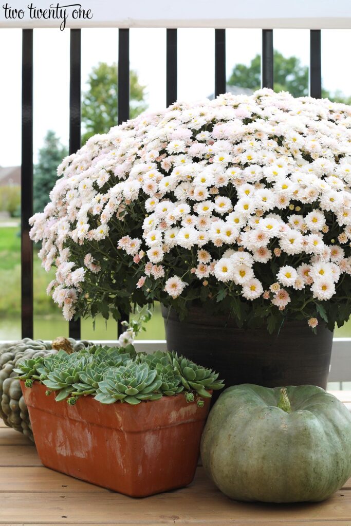 large white potted mum with a planter of succulents and a cinderella pumpkin below