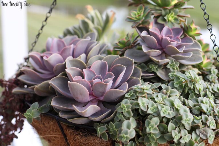 Summer to Fall Succulents
