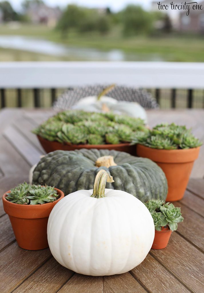 pumpkins and succulents