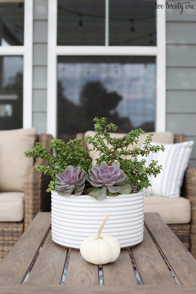 pumpkins and succulents