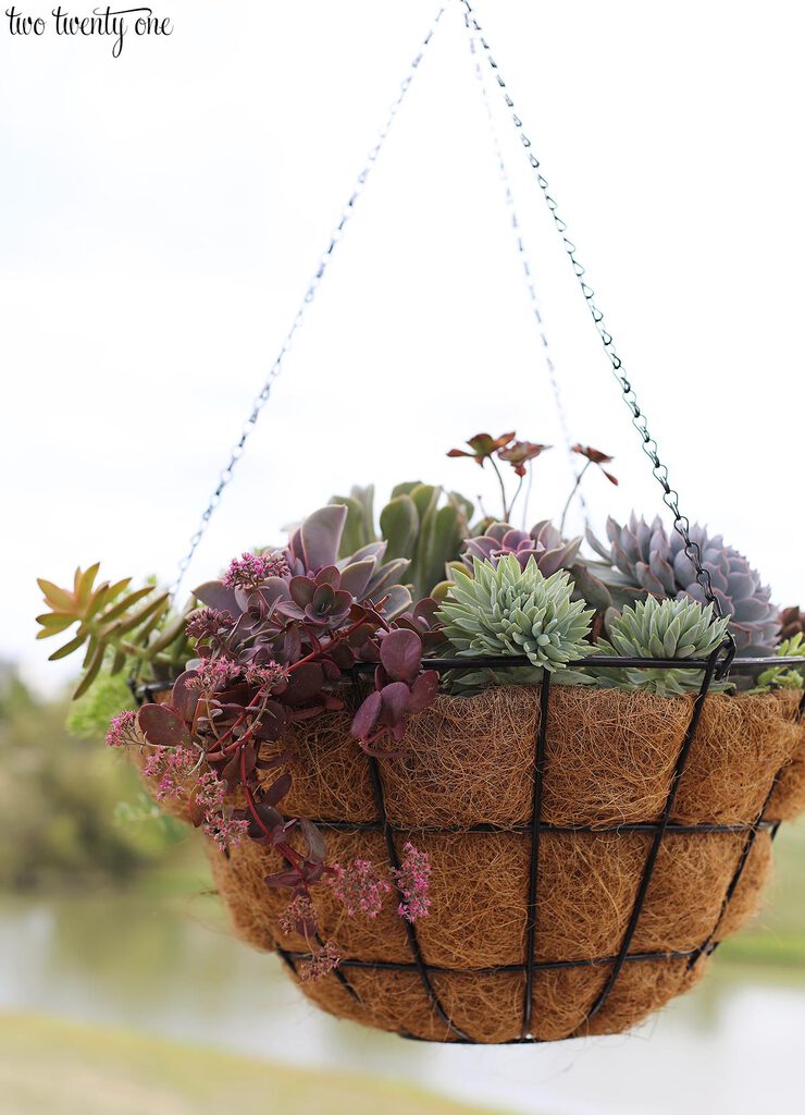 succulent hanging basket