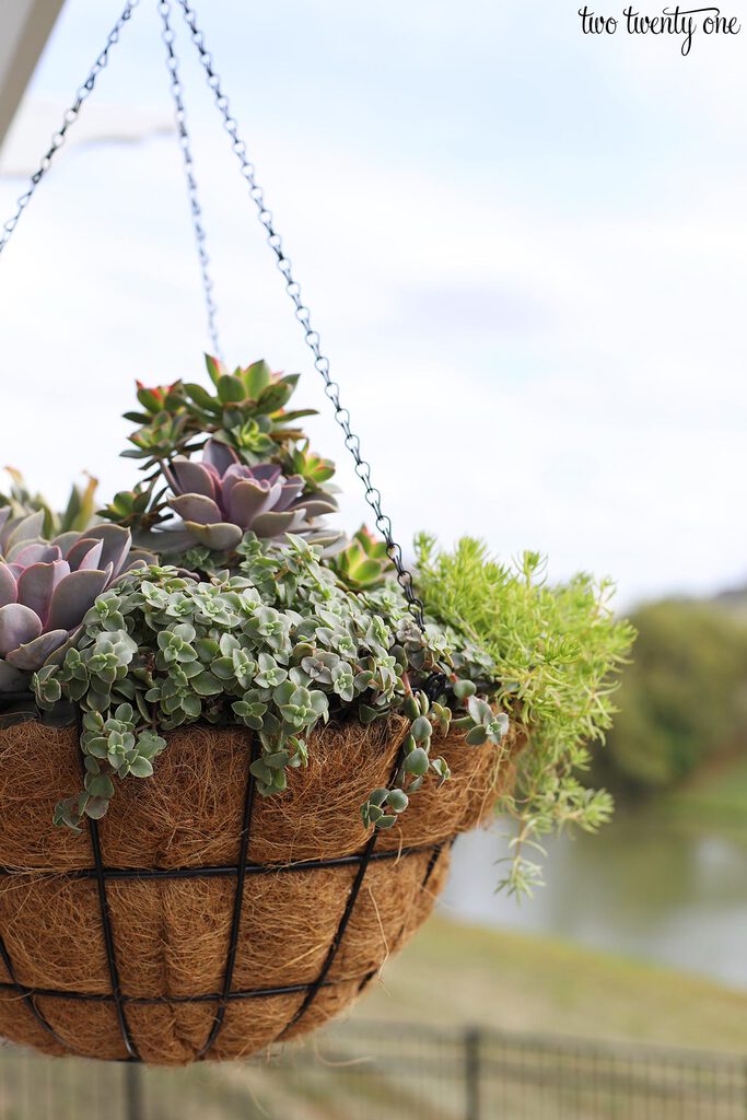 succulent hanging basket