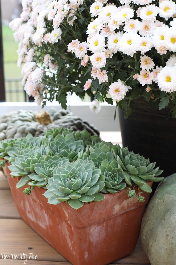 hens and chicks with mums