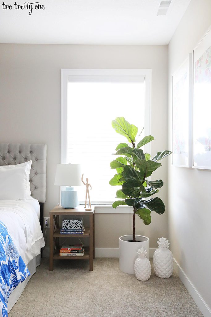 fiddle leaf fig