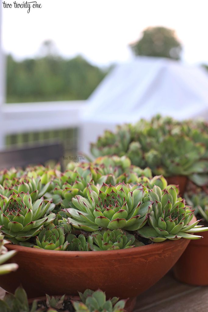 hens and chicks