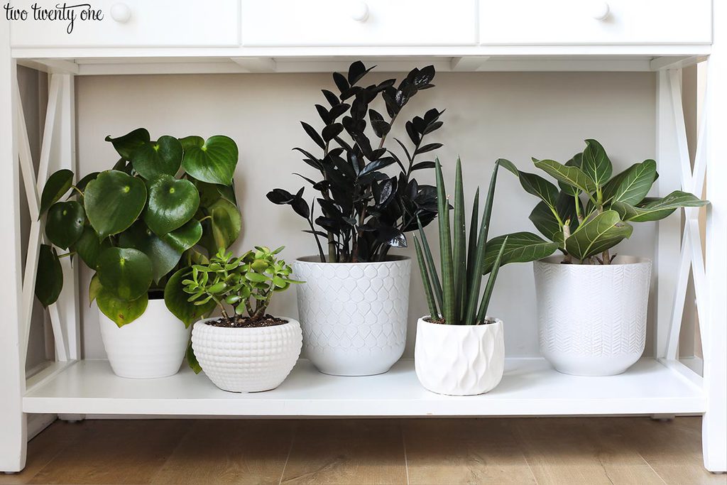 plant shelf