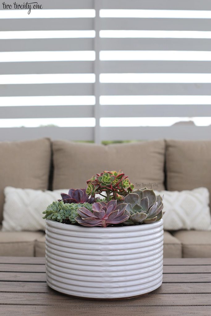 succulents in white planter