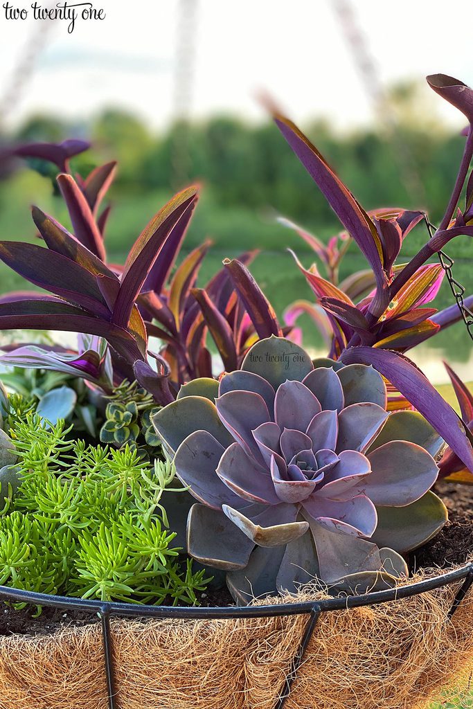 succulent hanging basket