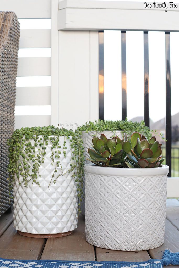 string of pearls in planter jade in planter