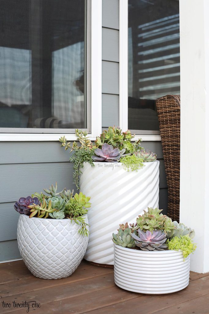 succulents in white planters