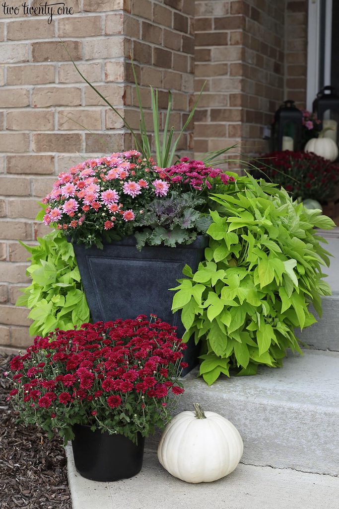 sweet potato vine and mums