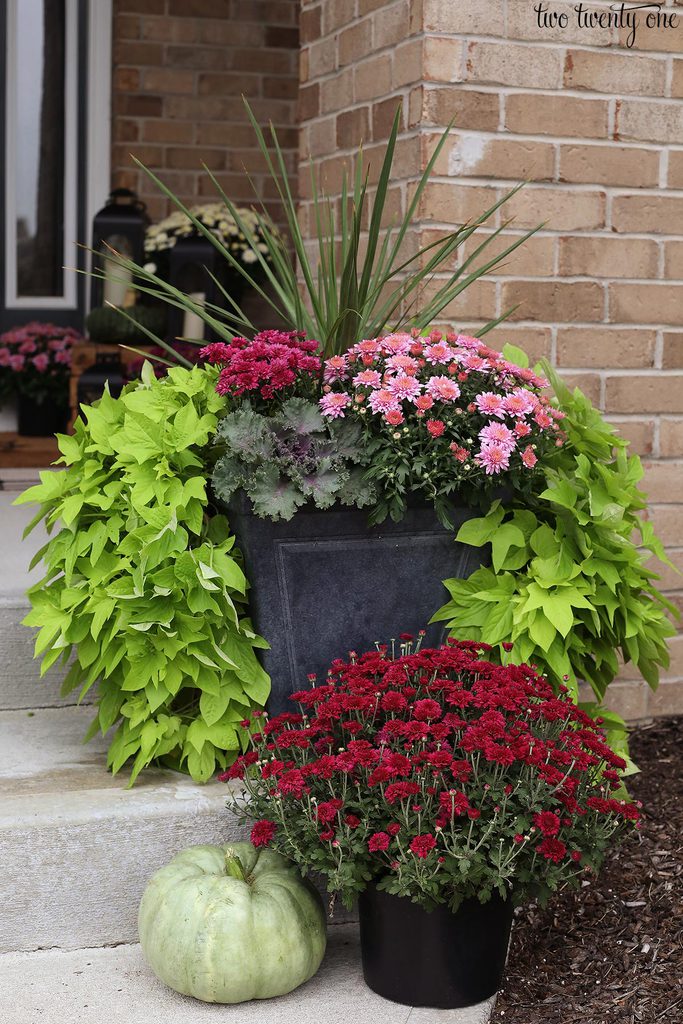 fall sweet potato vine planter