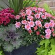 sweet potato vine mums cabbage