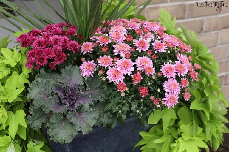 sweet potato vine mums cabbage