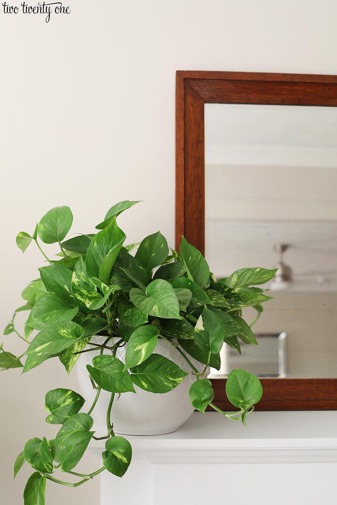 golden pothos