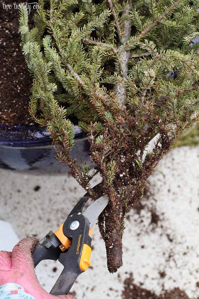 trim pine tree with fiskars 