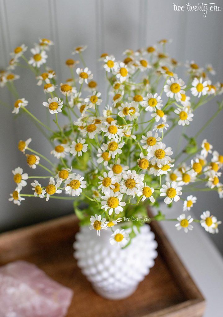 chamomile flowers in a white hobnail vase