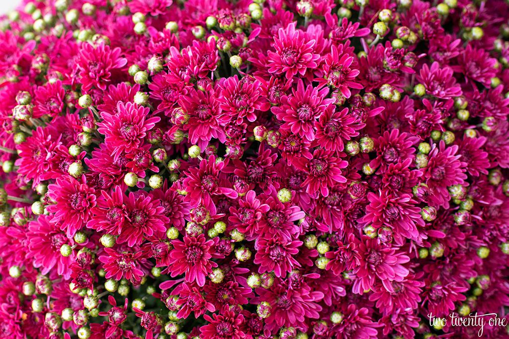 fuchsia mums