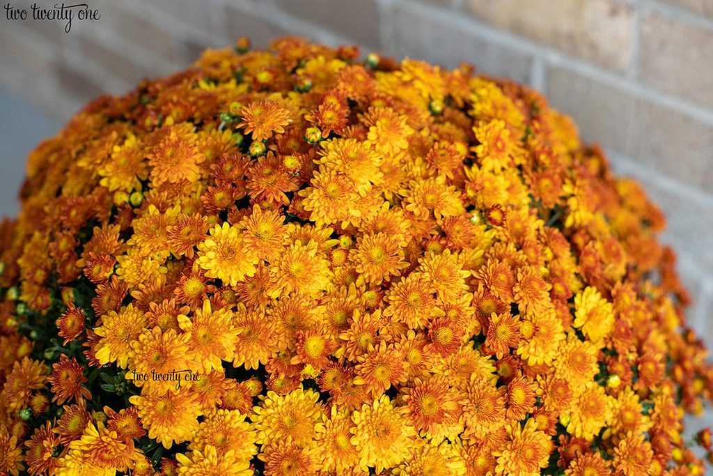 burnt orange mums