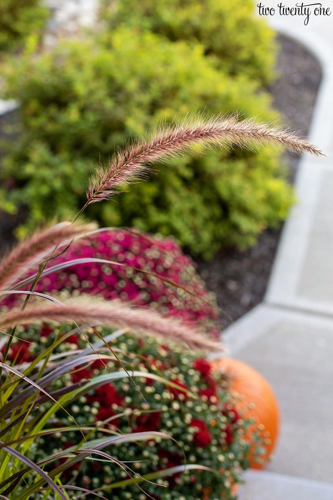 ornamental grass