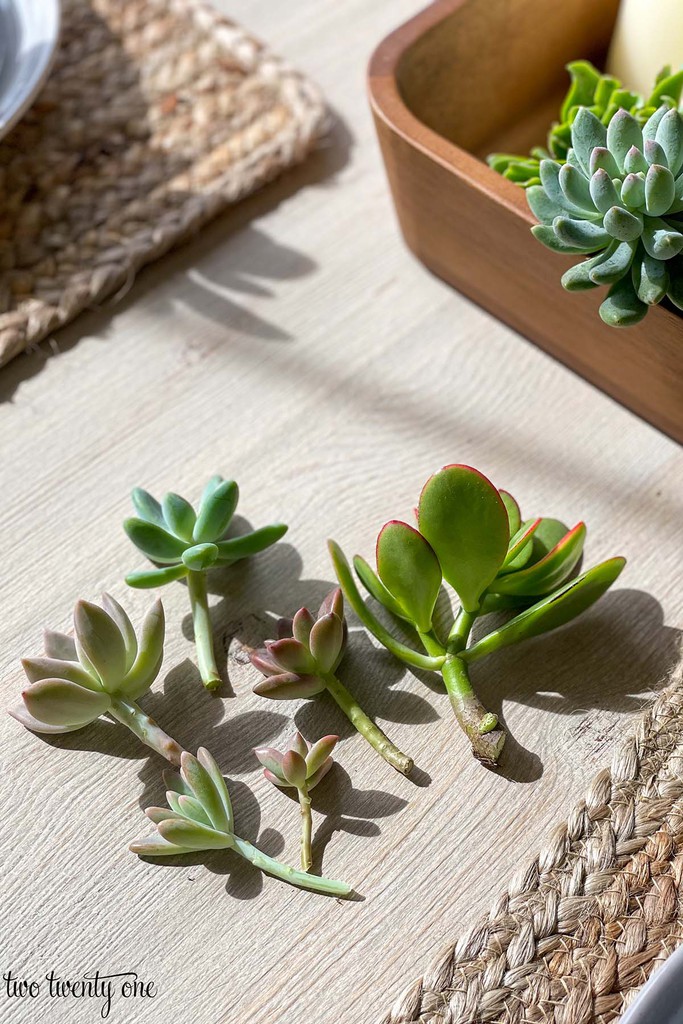 succulent cuttings on a table