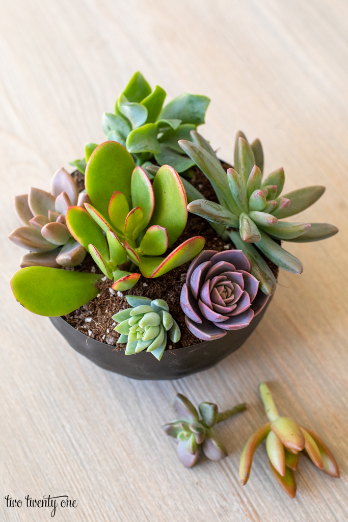 small succulent planter