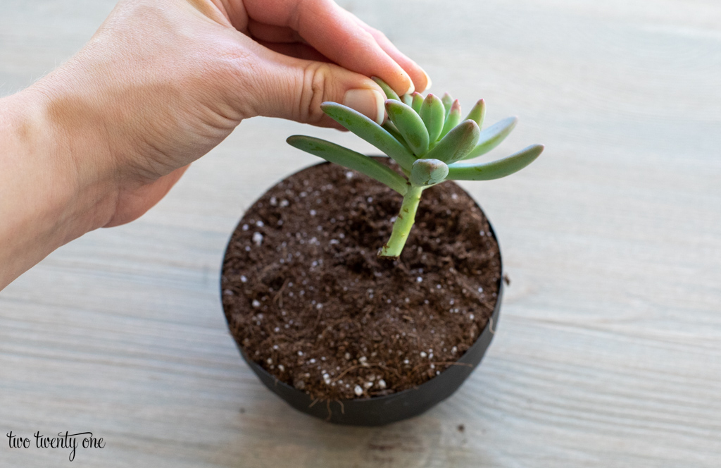 Bowl filled with dirt. Hand holding a succulent, ready to put the succulent into the soil.