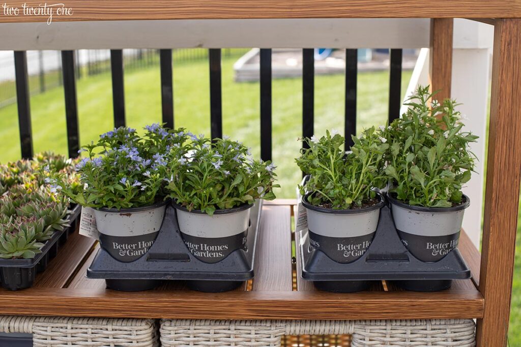 plants in trays