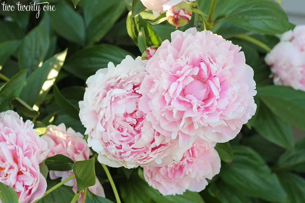 sarah bernhardt peonies