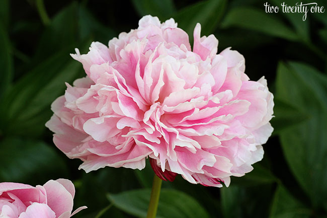 profile of a sarah bernhardt pink peony flower