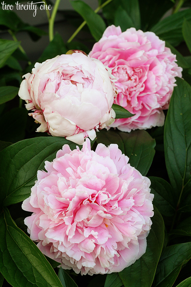 three Sarah Bernhardt peonies