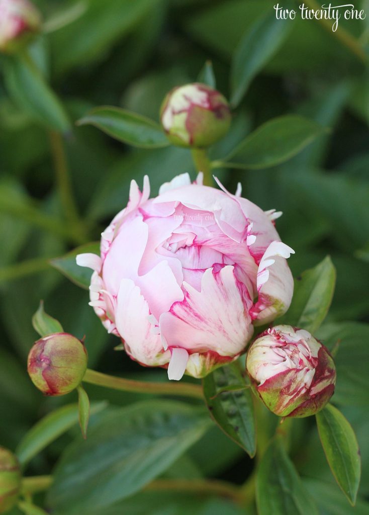 sarah bernhardt peonies