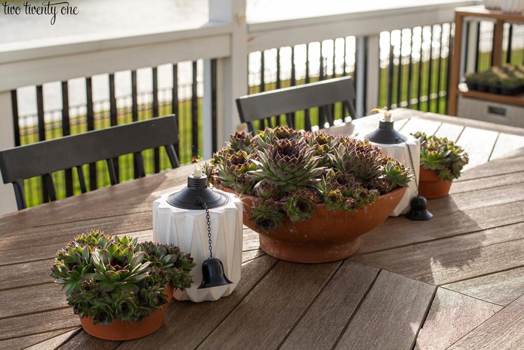 hens and chicks in terra cotta pots and two table top torches on an outdoor table