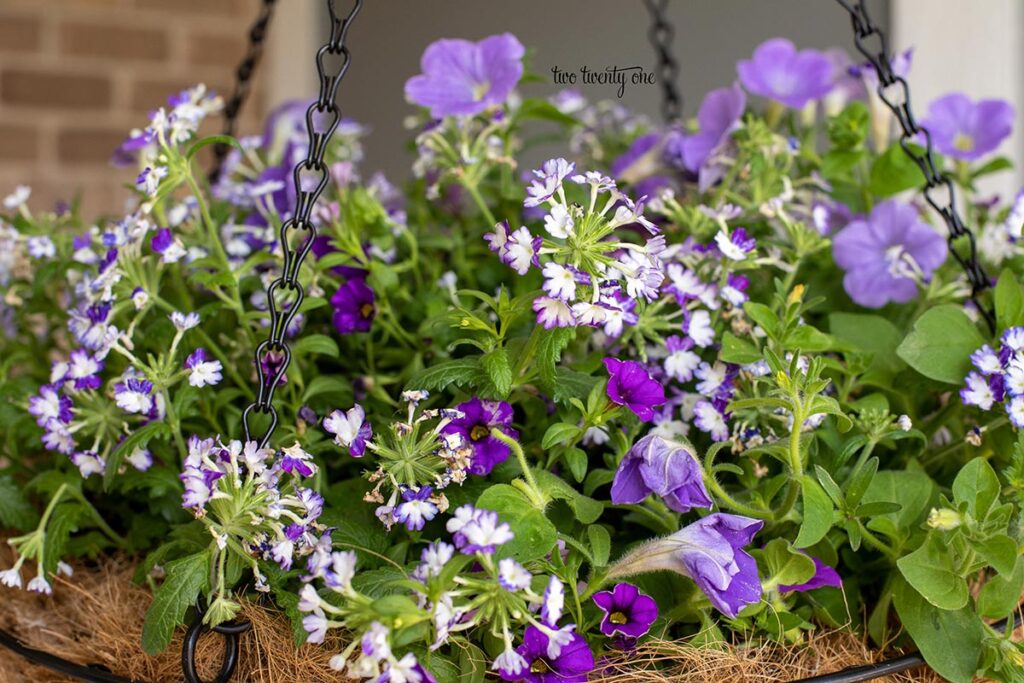 purple and white flowers