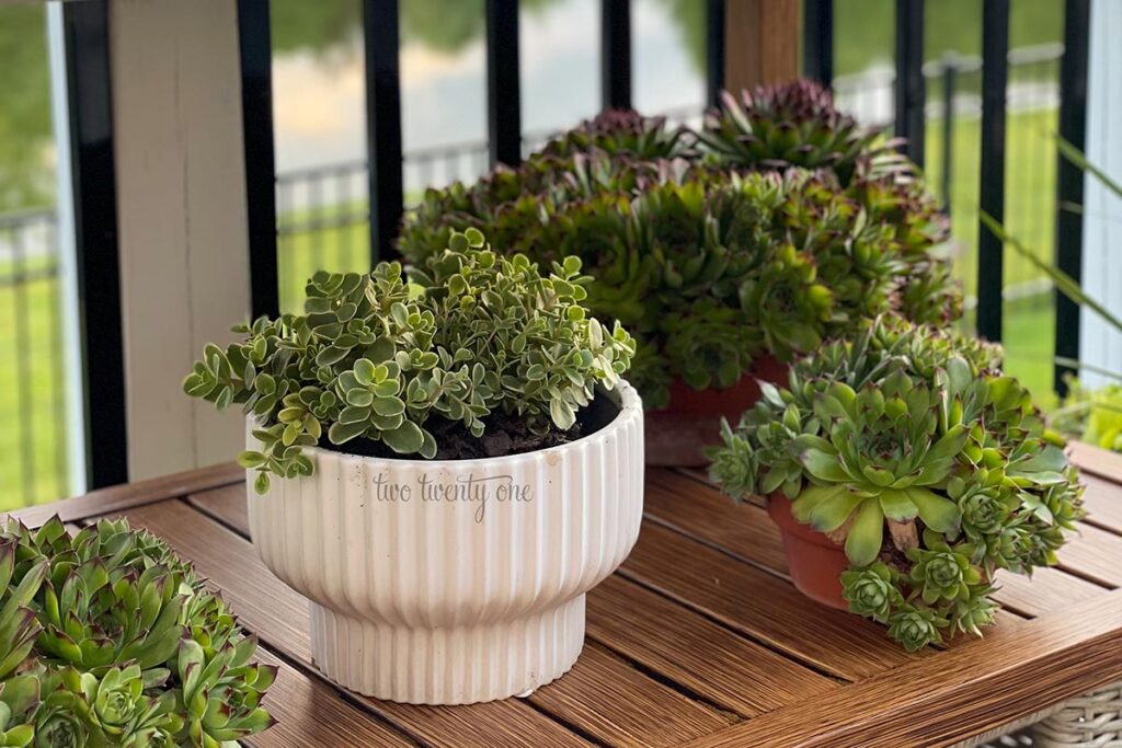 potted succulents on a shelf